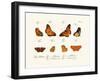 Butterflies, 1783-1806-null-Framed Giclee Print