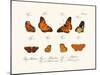 Butterflies, 1783-1806-null-Mounted Giclee Print