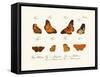 Butterflies, 1783-1806-null-Framed Stretched Canvas