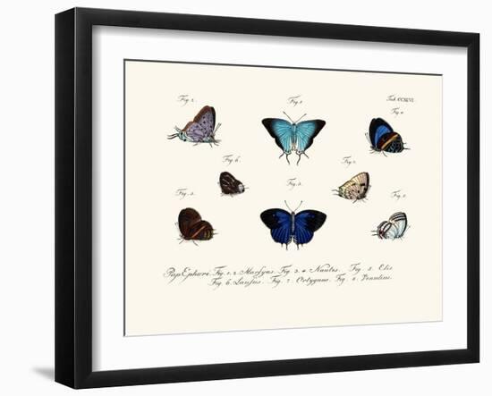 Butterflies, 1783-1806-null-Framed Giclee Print