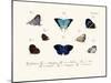 Butterflies, 1783-1806-null-Mounted Giclee Print