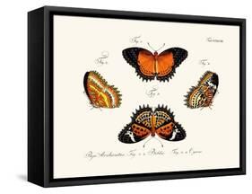 Butterflies, 1783-1806-null-Framed Stretched Canvas