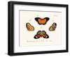 Butterflies, 1783-1806-null-Framed Giclee Print