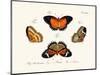 Butterflies, 1783-1806-null-Mounted Giclee Print