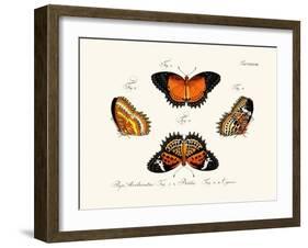 Butterflies, 1783-1806-null-Framed Giclee Print