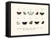 Butterflies, 1783-1806-null-Framed Stretched Canvas