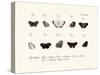 Butterflies, 1783-1806-null-Stretched Canvas