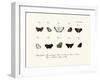 Butterflies, 1783-1806-null-Framed Giclee Print