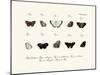 Butterflies, 1783-1806-null-Mounted Giclee Print