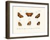 Butterflies, 1783-1806-null-Framed Giclee Print