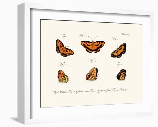 Butterflies, 1783-1806-null-Framed Giclee Print