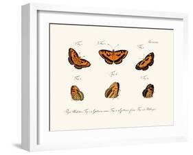 Butterflies, 1783-1806-null-Framed Giclee Print