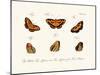 Butterflies, 1783-1806-null-Mounted Giclee Print