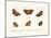 Butterflies, 1783-1806-null-Mounted Giclee Print