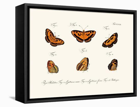 Butterflies, 1783-1806-null-Framed Stretched Canvas