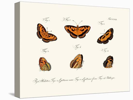 Butterflies, 1783-1806-null-Stretched Canvas