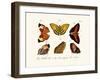 Butterflies, 1783-1806-null-Framed Giclee Print