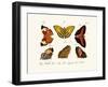 Butterflies, 1783-1806-null-Framed Giclee Print