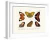 Butterflies, 1783-1806-null-Framed Giclee Print