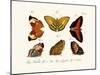 Butterflies, 1783-1806-null-Mounted Giclee Print