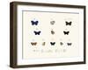 Butterflies, 1783-1806-null-Framed Giclee Print