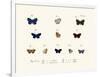 Butterflies, 1783-1806-null-Framed Giclee Print