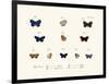 Butterflies, 1783-1806-null-Framed Giclee Print