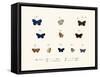 Butterflies, 1783-1806-null-Framed Stretched Canvas