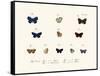 Butterflies, 1783-1806-null-Framed Stretched Canvas