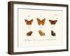 Butterflies, 1783-1806-null-Framed Giclee Print