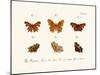 Butterflies, 1783-1806-null-Mounted Giclee Print