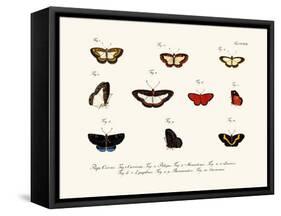 Butterflies, 1783-1806-null-Framed Stretched Canvas