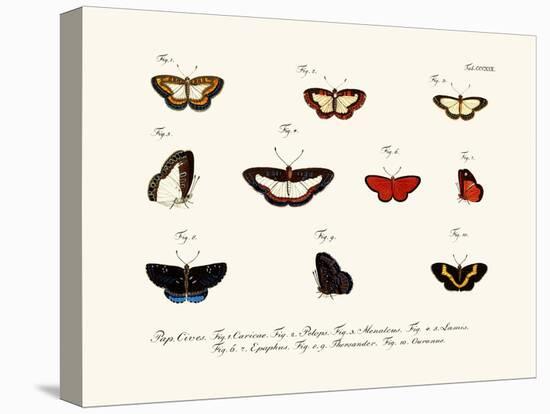 Butterflies, 1783-1806-null-Stretched Canvas