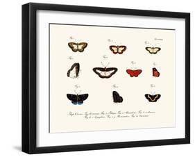 Butterflies, 1783-1806-null-Framed Giclee Print