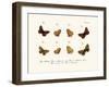 Butterflies, 1783-1806-null-Framed Giclee Print