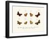 Butterflies, 1783-1806-null-Framed Giclee Print