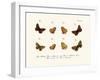 Butterflies, 1783-1806-null-Framed Giclee Print