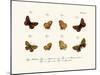 Butterflies, 1783-1806-null-Mounted Giclee Print