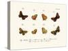 Butterflies, 1783-1806-null-Stretched Canvas