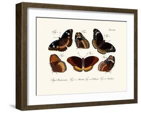 Butterflies, 1783-1806-null-Framed Giclee Print