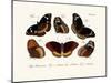 Butterflies, 1783-1806-null-Mounted Giclee Print