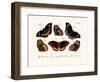 Butterflies, 1783-1806-null-Framed Giclee Print