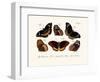 Butterflies, 1783-1806-null-Framed Giclee Print