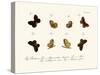 Butterflies, 1783-1806-null-Stretched Canvas