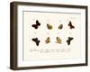 Butterflies, 1783-1806-null-Framed Giclee Print