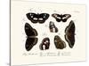 Butterflies, 1783-1806-null-Stretched Canvas