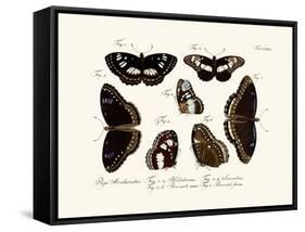 Butterflies, 1783-1806-null-Framed Stretched Canvas