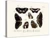 Butterflies, 1783-1806-null-Stretched Canvas