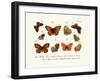 Butterflies, 1783-1806-null-Framed Giclee Print