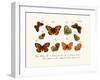 Butterflies, 1783-1806-null-Framed Giclee Print